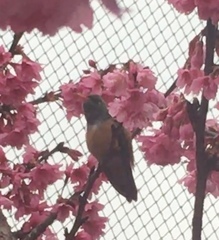 Amazilis amazilia amazilia