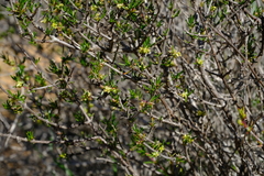 Nenax arenicola