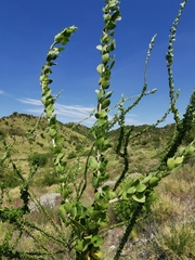 Adelia obovata