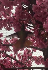 Amazilis amazilia amazilia