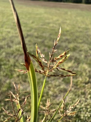 Foto de Tiririca