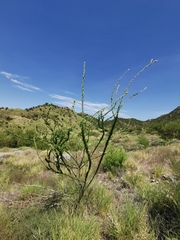 Adelia obovata