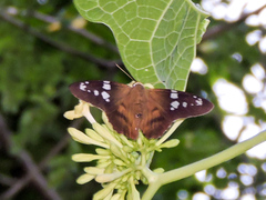 Nascus phocus