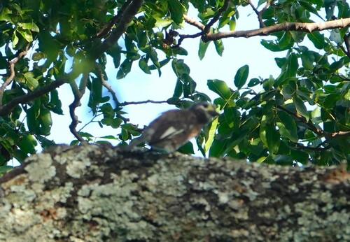 iNaturalist image