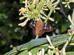 Nascus phocus