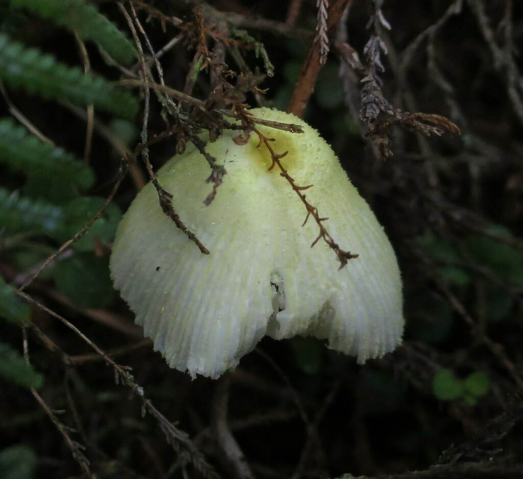 Leucocoprinus fragilissimus · February 2025 · photo: © petaimmaca68 (iNaturalist, cc0)