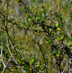 Nenax arenicola