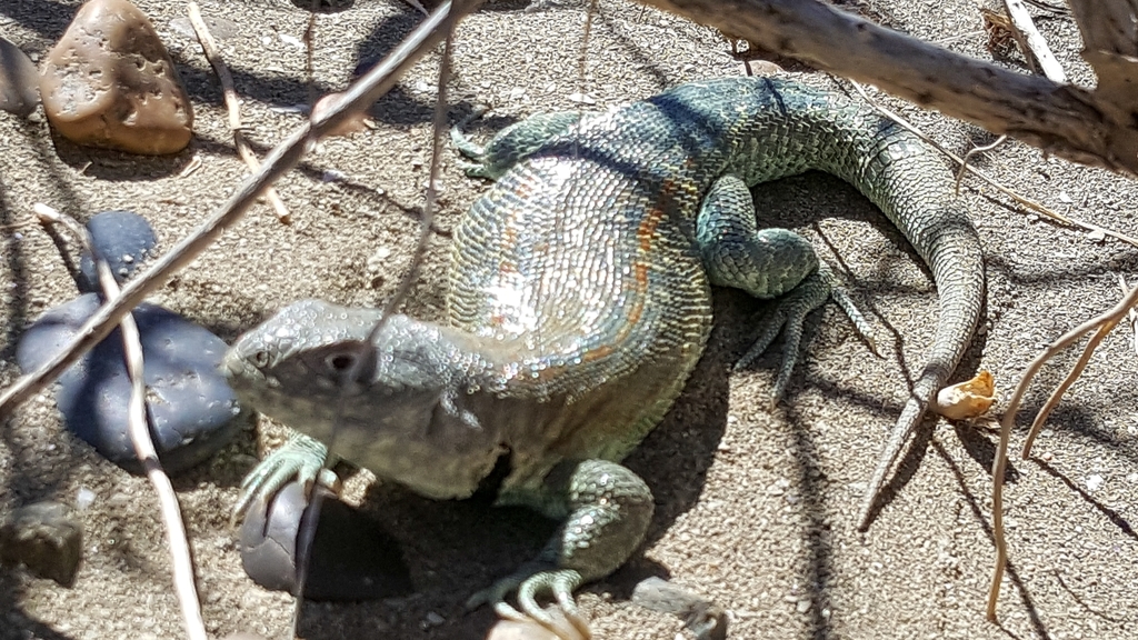 Fitzinger's Tree Iguana