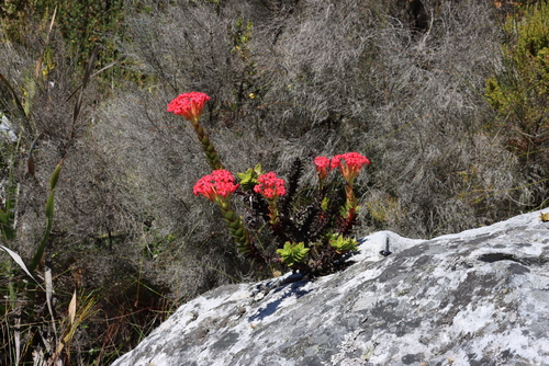Crassula coccinea