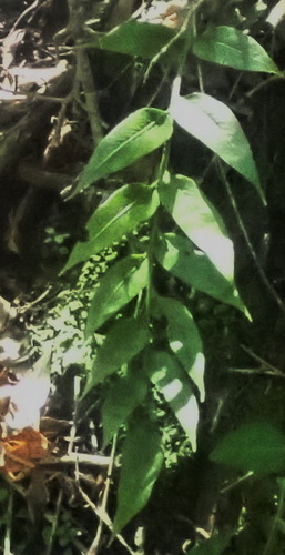 Asplenium gemmiferum, photograph 3