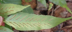 Asplenium gemmiferum