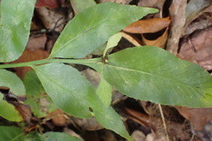 Asplenium gemmiferum, photograph (c) Nicola van Berkel, some rights reserved (CC BY-SA)