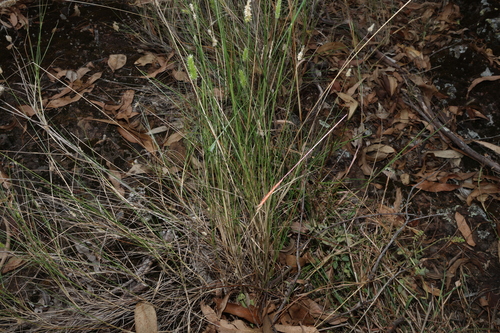 Image of Enneapogon lindleyanus by (c) Greg Tasney, some rights reserved (CC BY-SA)