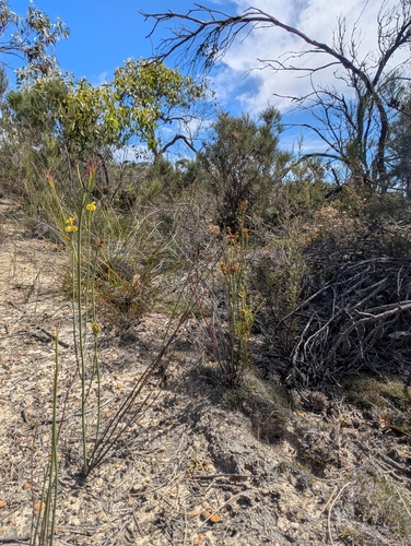 Image of Glischrocaryon behrii by (c) Cobi Calyx, some rights reserved (CC BY)
