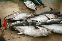 Thunnus orientalis