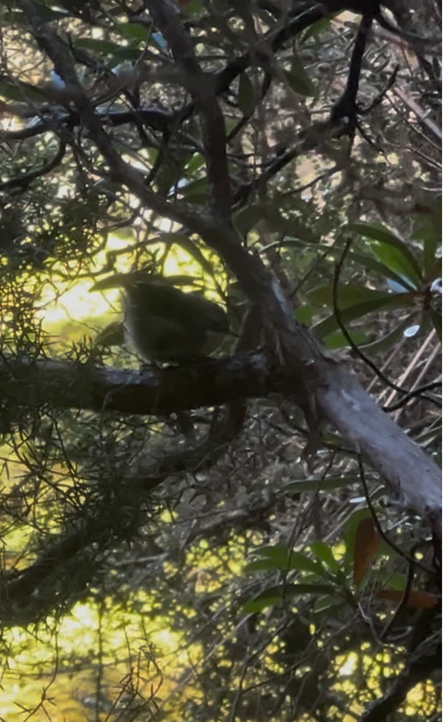 Scrubtit (Acanthornis magna), photo 1
