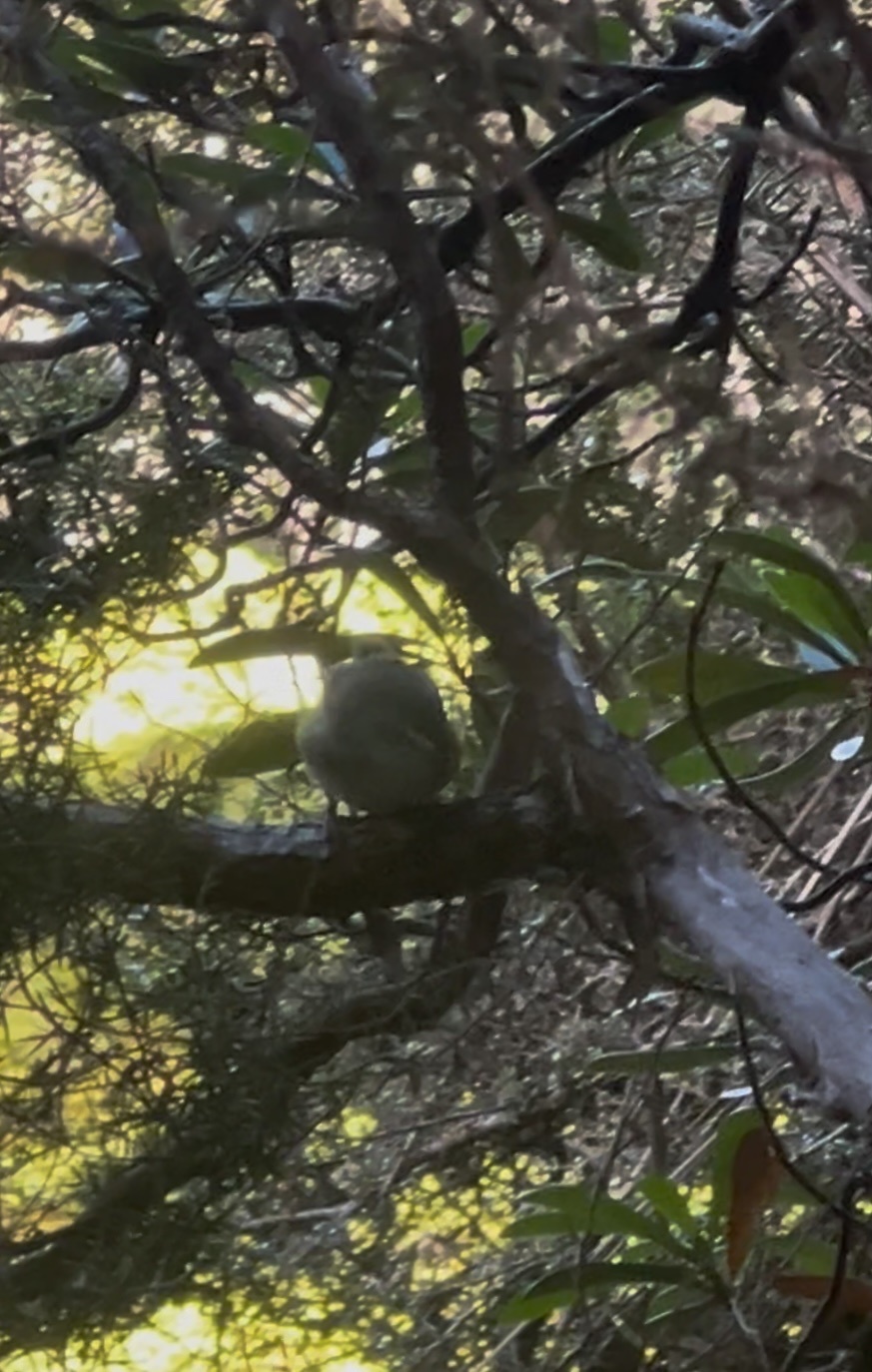 Scrubtit (Acanthornis magna), photo 2