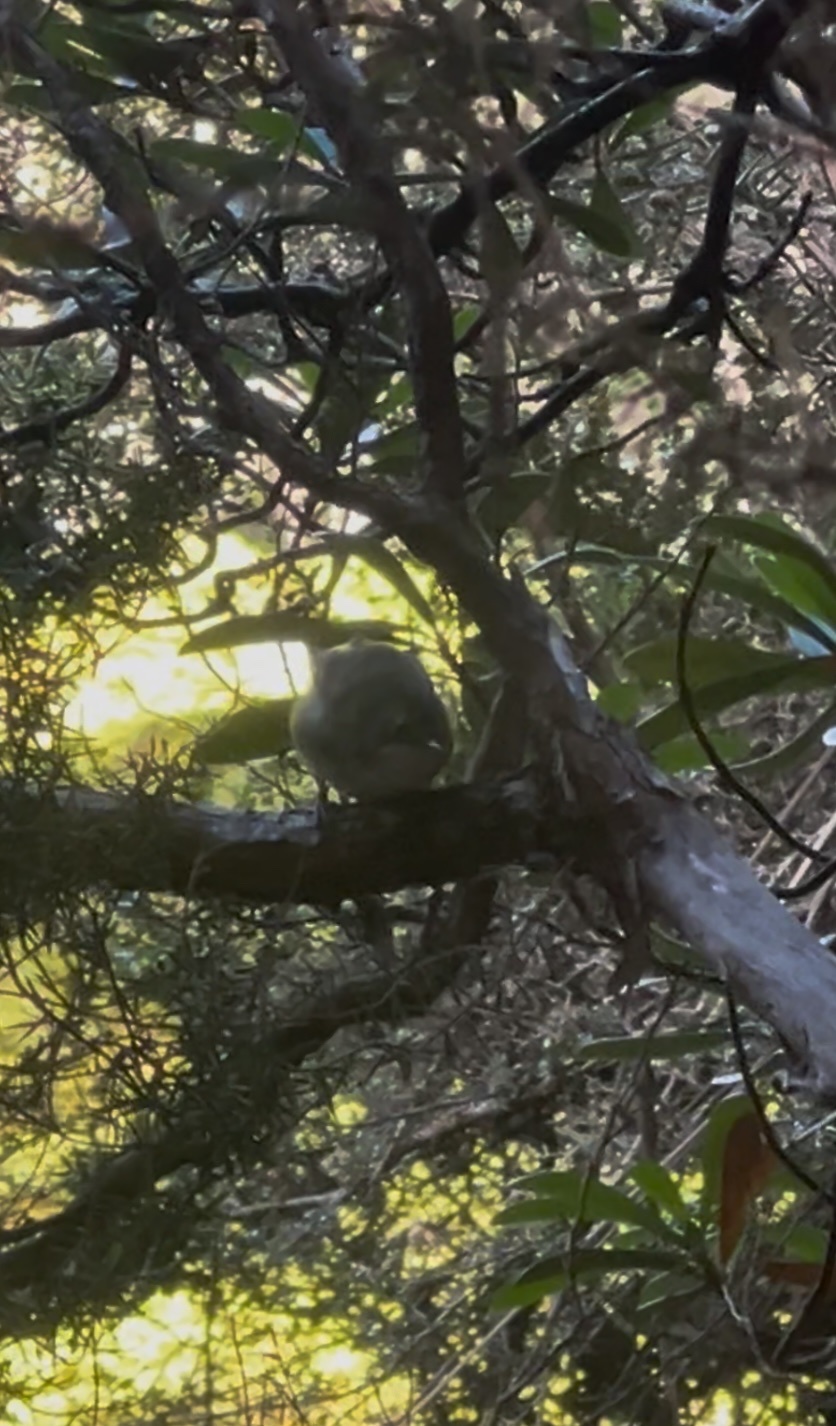 Scrubtit (Acanthornis magna), photo 7
