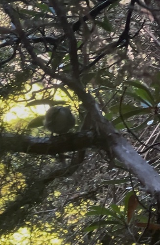 Scrubtit (Acanthornis magna), photo 4