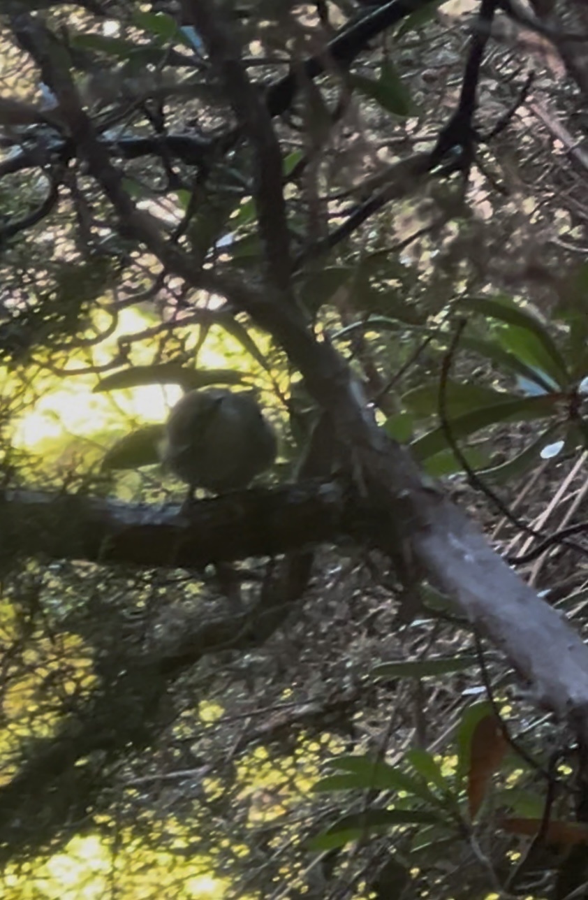 Scrubtit (Acanthornis magna), photo 8