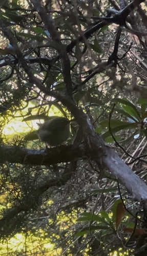 Scrubtit (Acanthornis magna), photo 5