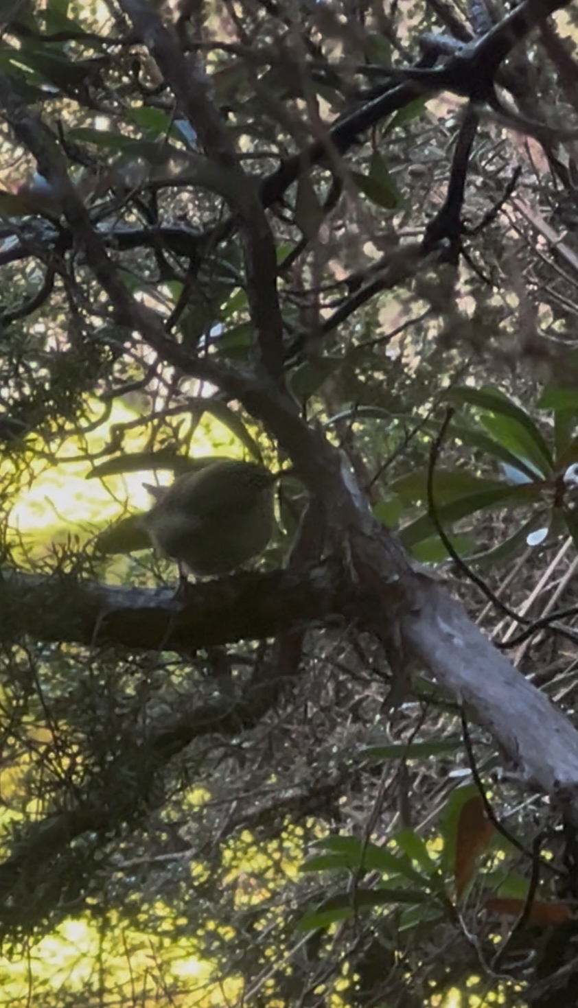Scrubtit (Acanthornis magna), photo 9