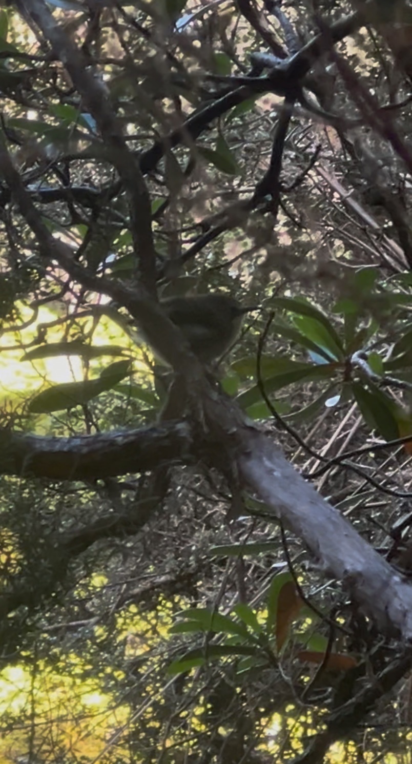 Scrubtit (Acanthornis magna), photo 10