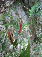 Anthurium verapazense