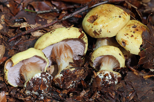 Calonarius calochrous — (c) Daniel Ghyselinck, some rights reserved (CC BY)