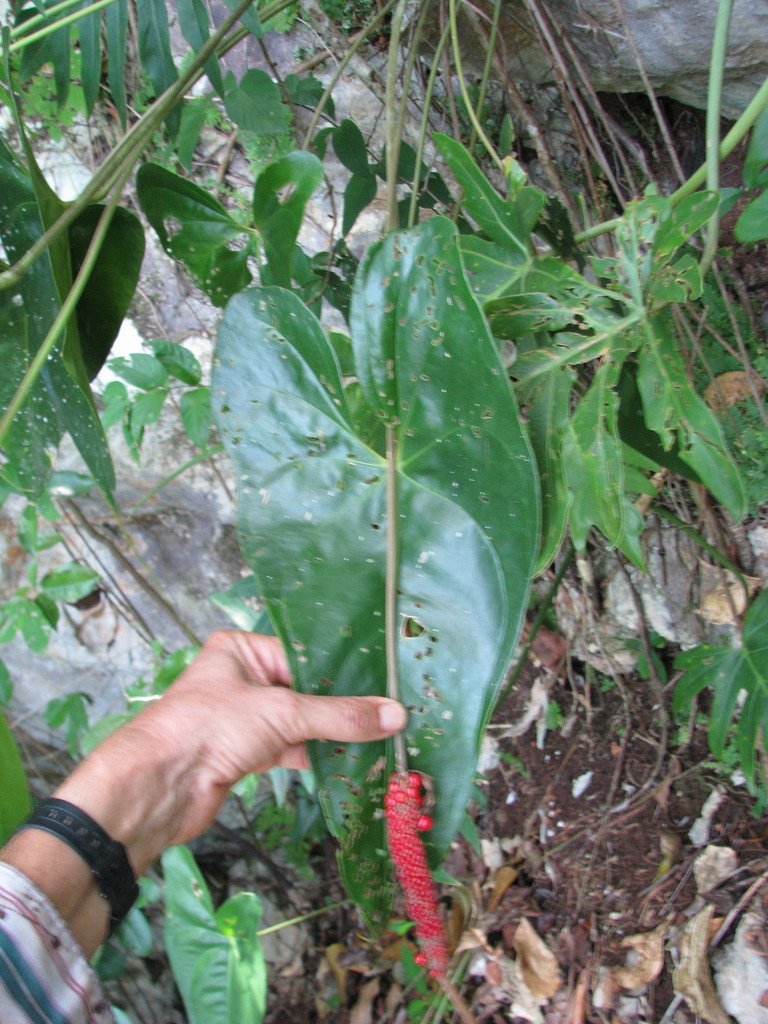 Anthurium verapazense Engl. 2