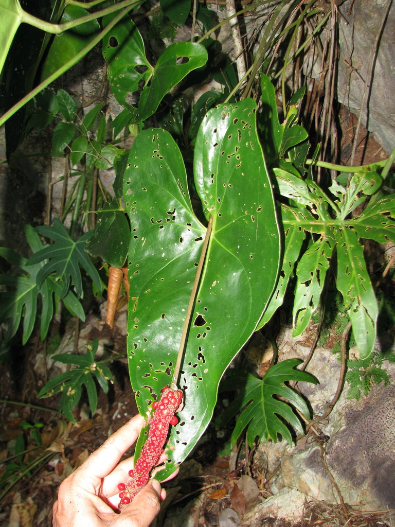 Anthurium verapazense Engl. 3