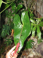Anthurium verapazense