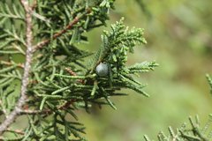 Juniperus monticola