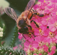 Apis mellifera