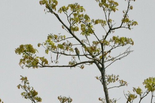 White-throated Bee-eater