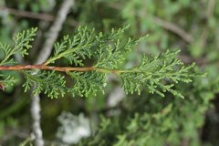Juniperus monticola