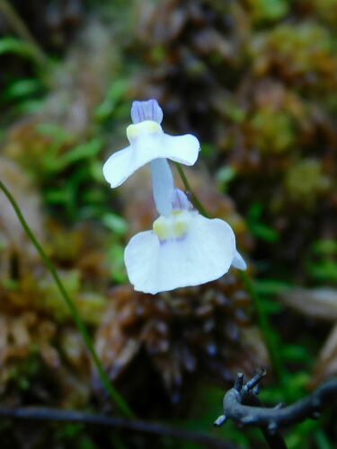 Utricularia bisquamata (Utricularia bisquamata)