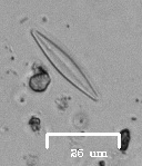 Naviculales