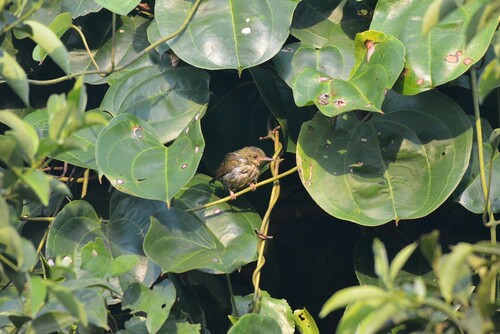 Olive-green Camaroptera