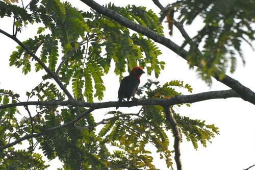 Crested Malimbe