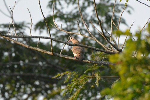 Blue-spotted Wood-Dove