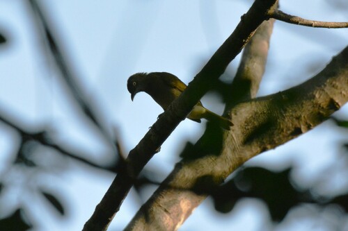 Honeyguide Greenbul