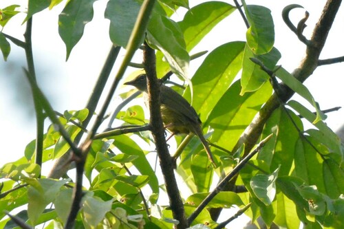 Gray Greenbul