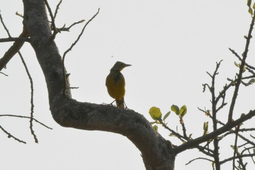 Yellow-throated Longclaw