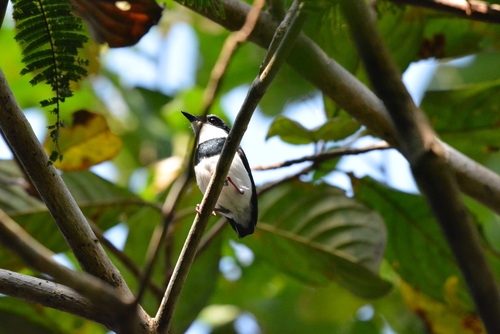 West African Wattle-eye
