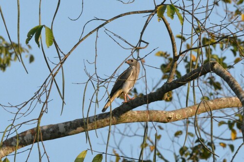 Lizard Buzzard