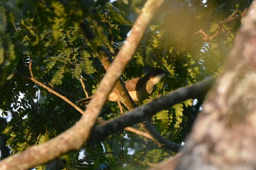 Simple Greenbul