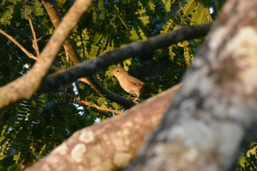 Garden Warbler