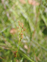 Glaucous Beakrush (Rhynchospora glauca)