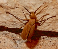 Epicauta immaculata